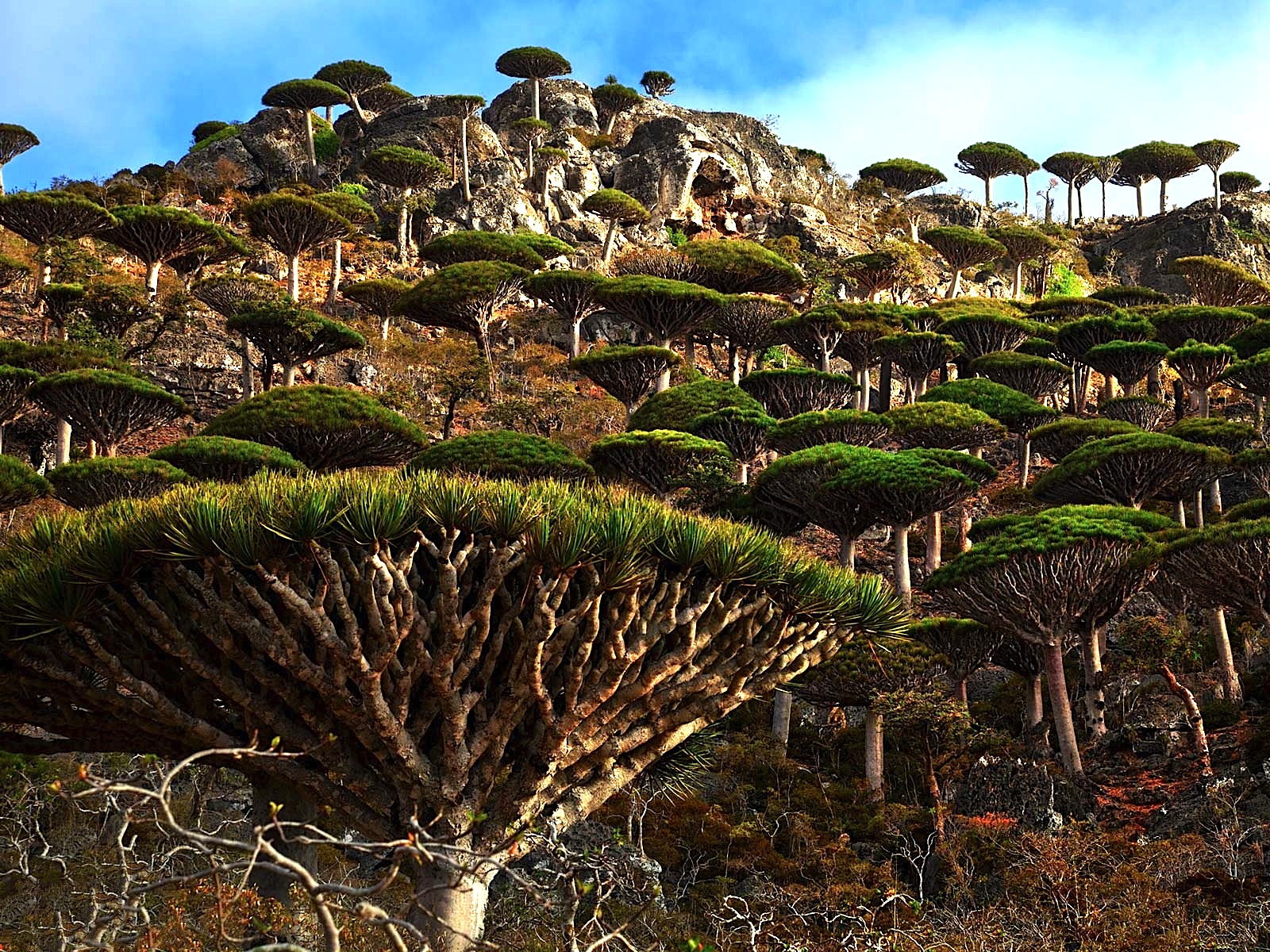 socotra-alien-landscape-yemen-dragons-blood-tree